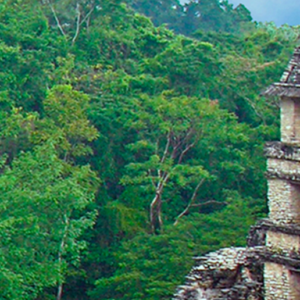 Tropical Forest