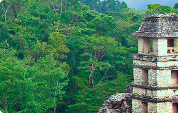 Tropical Forest