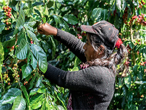 A coffee farmer carefully handpicking ripe coffee cherries from the El Mezcal micro- lot in Chiapas, Mexico, where sustainable practices and high-quality Bourbon, Catuai, and Arabe varietals are grown.