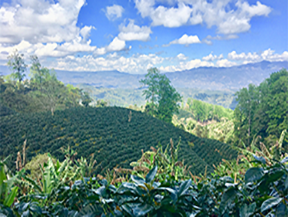 A scenic view of coffee farms in the highlands of Copán, Honduras, where various coffee varietals like Caturra and Bourbon are cultivated at altitudes between 1200 and 1700 meters.