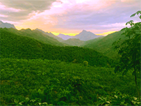 A breathtaking sunset over the lush green mountains of Huehuetenango, Guatemala, where high-altitude coffee farms thrive and produce premium beans with rich flavor profiles.