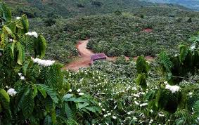 Nyeri Coffee Origin