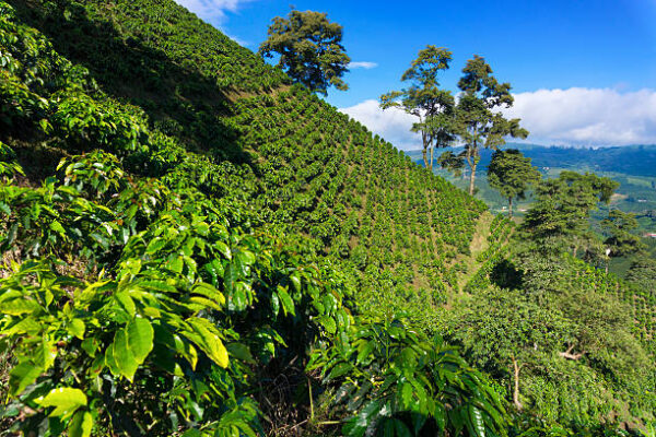Manizales Colombia Coffee Origin