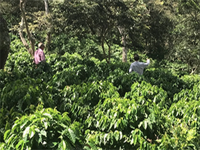 Farmers tending to coffee plants at Las Lomas farm in Cantón Zacatal, El Salvador, where sustainable farming methods are used to cultivate Pacas and Bourbon coffee varieties.